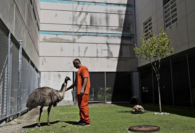 Stock Island Detention Center è diventato, negli anni, anche un santuario per animali di allevamento, esotici e domestici