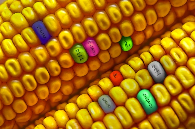 GMO-Corn