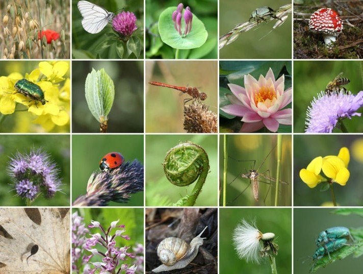 international-day-biodiversity-22-may_22513