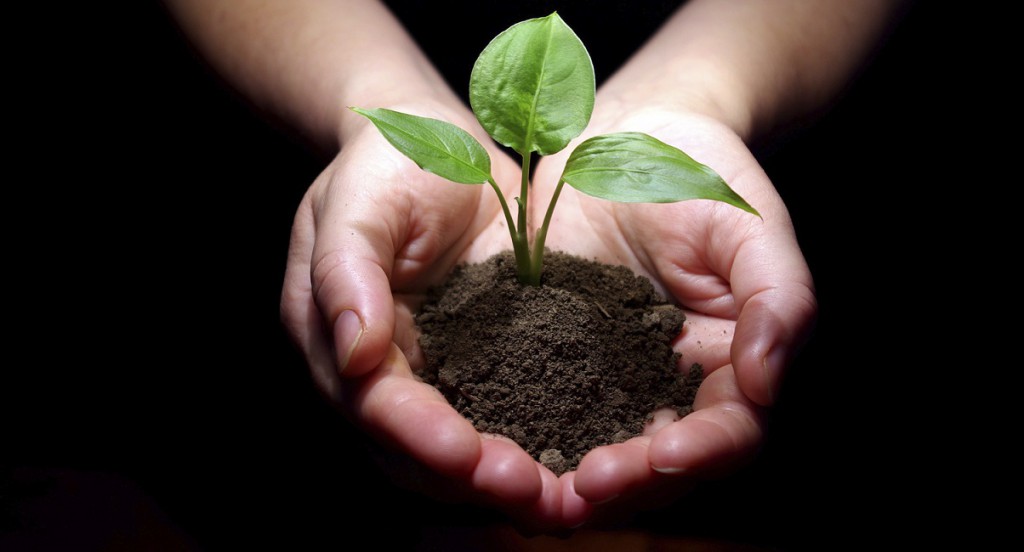 plant is in hands