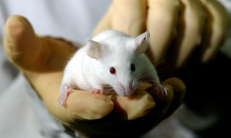 Public opposition to animal testing grows