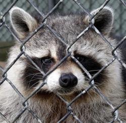 Moda etica: ecco i brand che amano gli animali