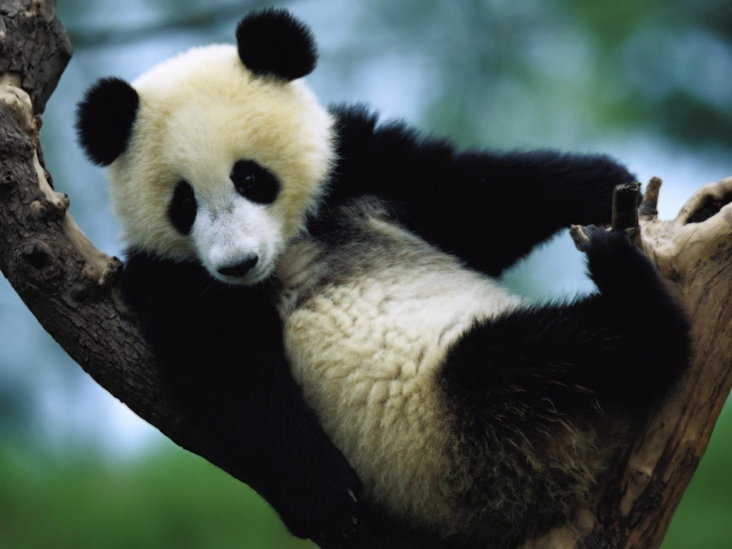 animal-panda-005