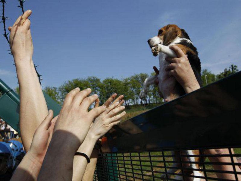 Green Hill allevava cani beagle destinati ai laboratori di tutta Europa, a Montichiari (Brescia)