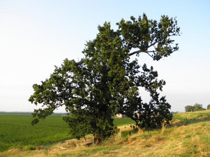 Quercophilus: “salviamo i boschi italiani dai tagli selvaggi”