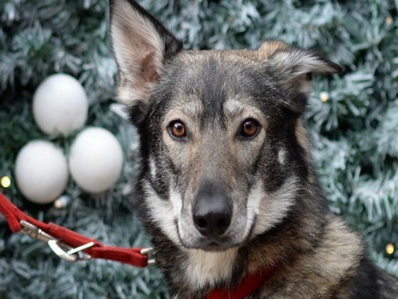 Stella Di Natale Tossica Per Cani.Natale Attenzione Alle Piante Tossiche Per Gli Animali Italia Che Cambia