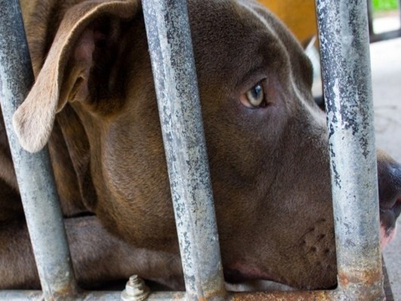 Animali nel codice civile: cosa cambierebbe?
