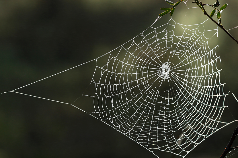 20090722214841_spider-web-dew