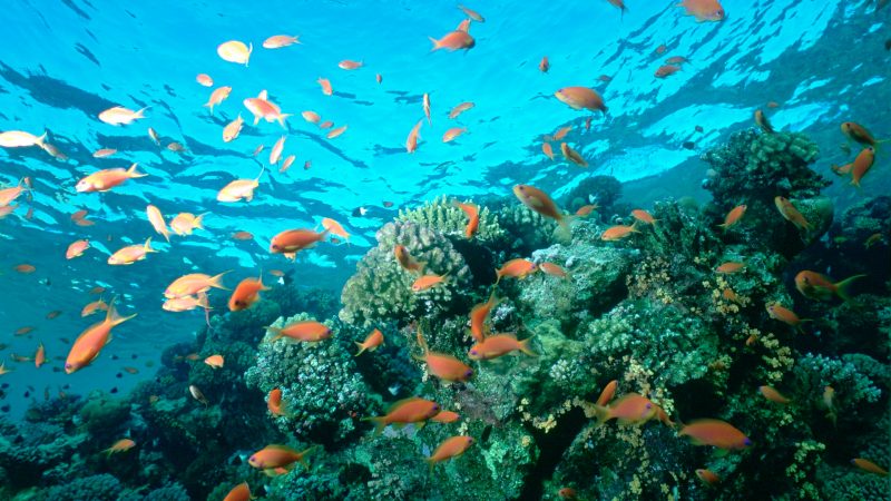 fish-underwater-ocean-coral-reefs