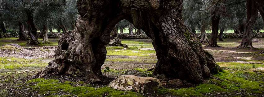 Resilienza: parco ulivi secolari