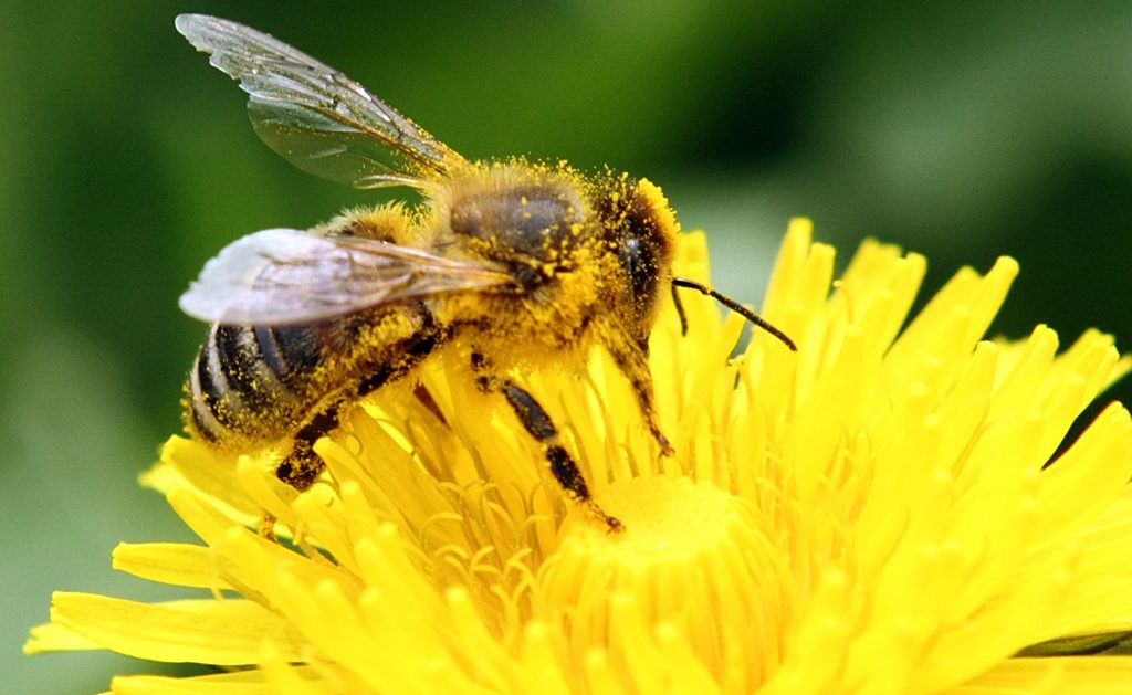 L'Europa vieta i pesticidi che uccidono le api