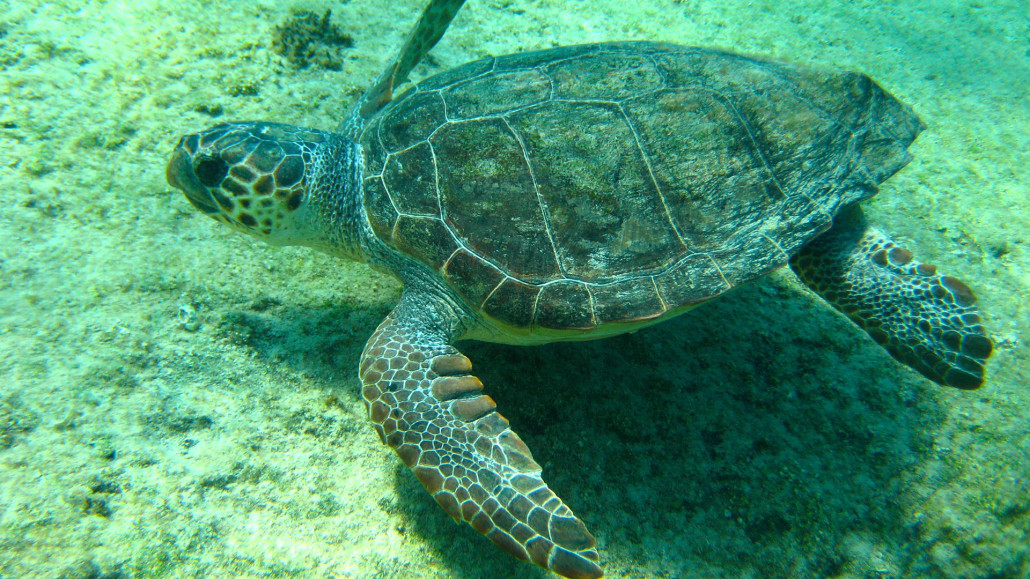 sicilia-tartarughe-marine