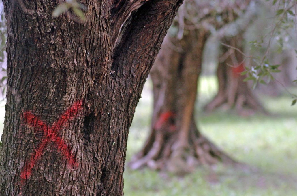 xylella-salento