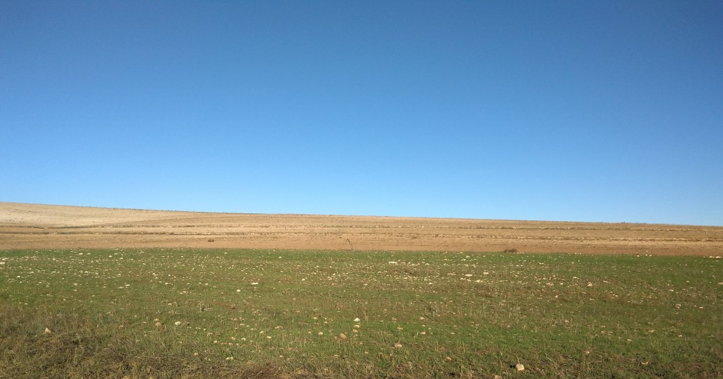 È già visibile la differenza tra il suolo brullo arato e il suolo in via di rigenerazione dell'ecosystem restoration camp