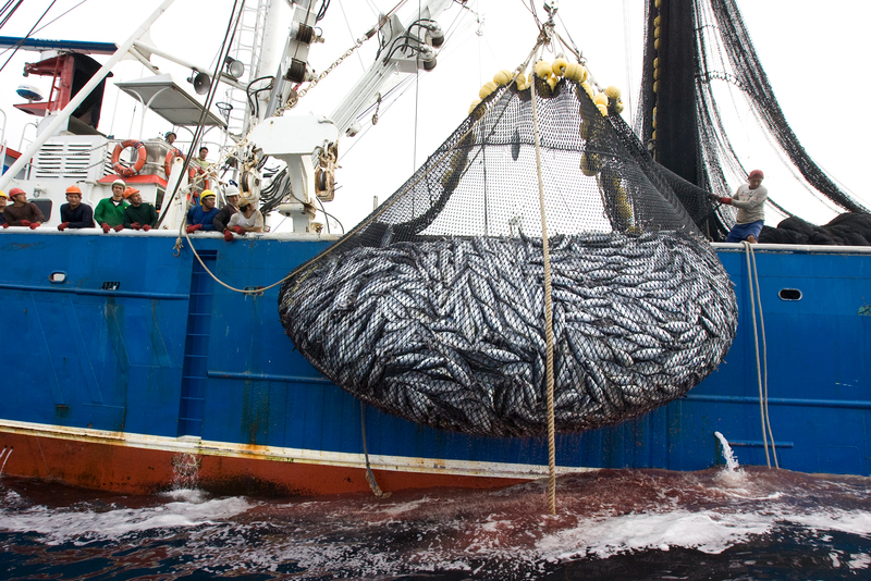 Fish on Purse Seiner in East Pacific Ocean