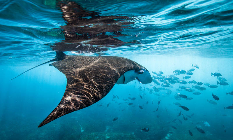Ecco un piano per proteggere gli oceani entro il 2030