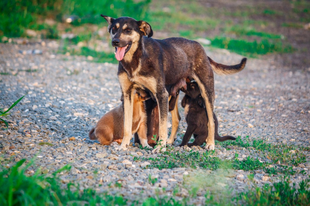 Foto di A. Dumitrescu