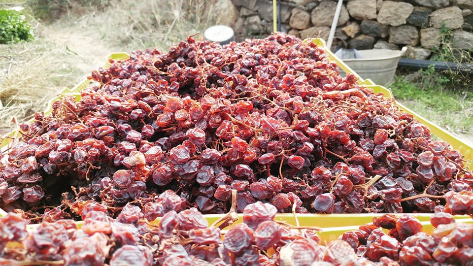 uva-passito-pantelleria