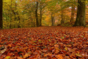 AutunnoSlow nelle foreste casentinesi