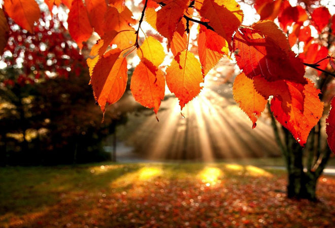 fail foliage e castagne nel parco