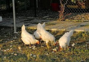 Il Pollaio Sociale: adottare una gallina e avere in cambio uova fresche
