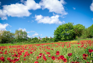 Al voto i progetti più innovativi di agricoltura sociale