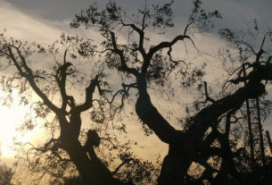 “Legno Vivo. Xylella, oltre il batterio”: esce il documentario!