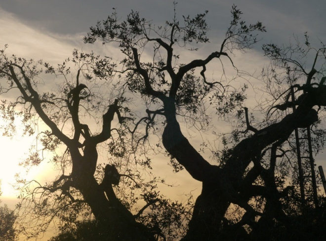 xylella