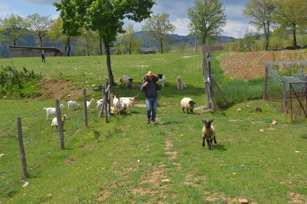 Fattoria Cuore Verde 1