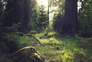 Il bosco di pioppi nella Terra dei fuochi: una storia d’impegno, amore e bellezza