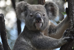 Sempre più grave l’emergenza incendi in Australia