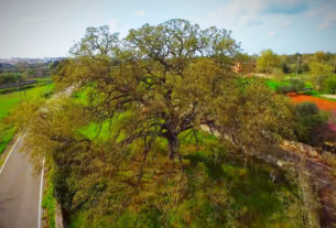 La Quercia Vallonea, l’albero più antico del Salento è il più amato in Italia