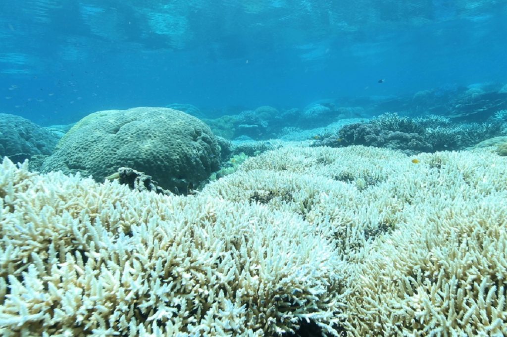 sbiancamento barriera corallina 1