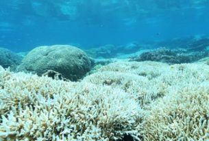 L’oceano è troppo caldo: a rischio la grande barriera corallina