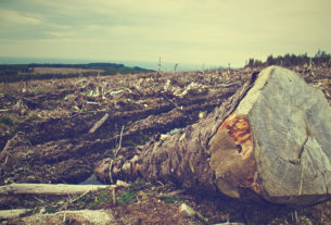 Giornata della Terra: “Chiediamo stop a deforestazioni e sostegno all’agroecologia”