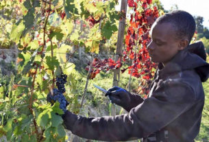 Migranti in campo per sostenere l’agricoltura rimasta senza manodopera