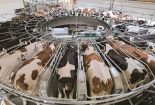 Riscaldamento e allevamenti intensivi: in pianura padana causa del 54% delle polveri fini