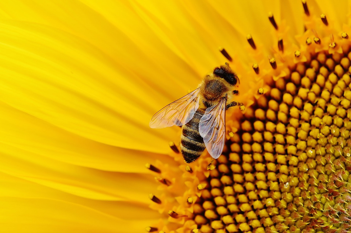 “Senza api siamo spacciati”. Dieci azioni per salvarle