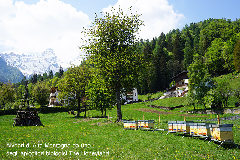 2 alveari montagna apicoltori thehoneyland 1