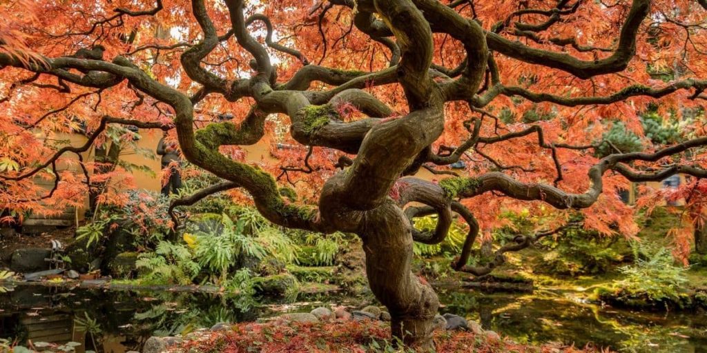 sostenibilita ambientale albero secolare