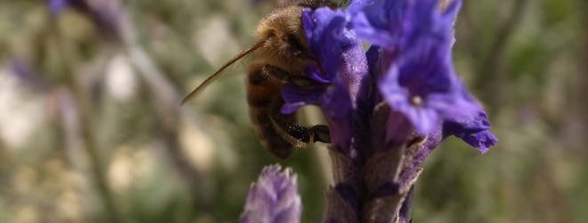 Flemfarm Apicultura Naturale