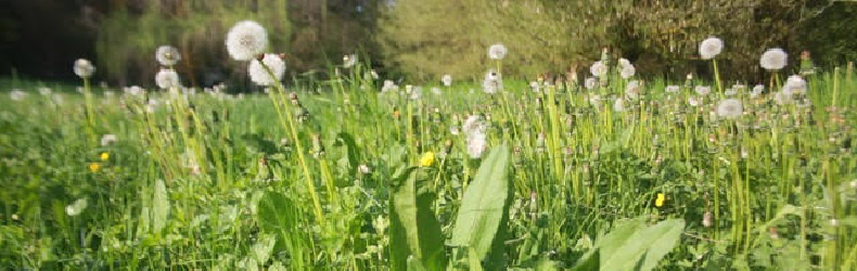 Soffio di Tarassaco