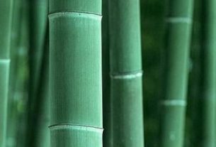 Associazione Italiana Bambù