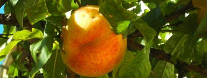 papigno pesche