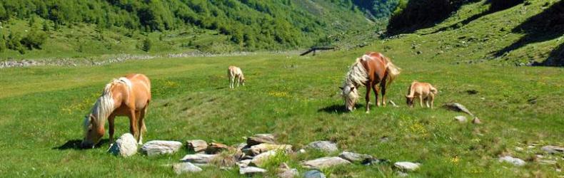 Società di Scienze Naturali del Verbano Cusio Ossola