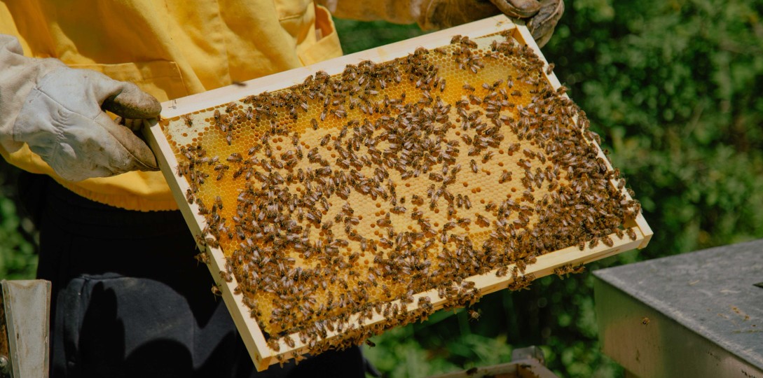 Azienda Agricola Biologica Luca Bianchi