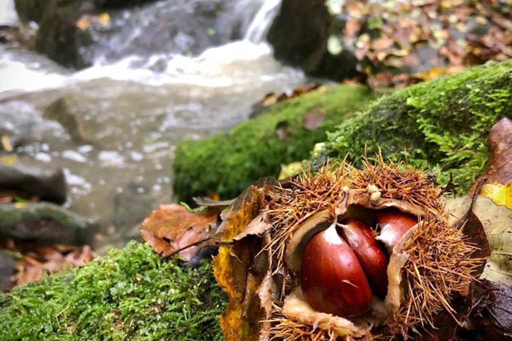 Brigata di Raggiolo Castagnatura 2020 1