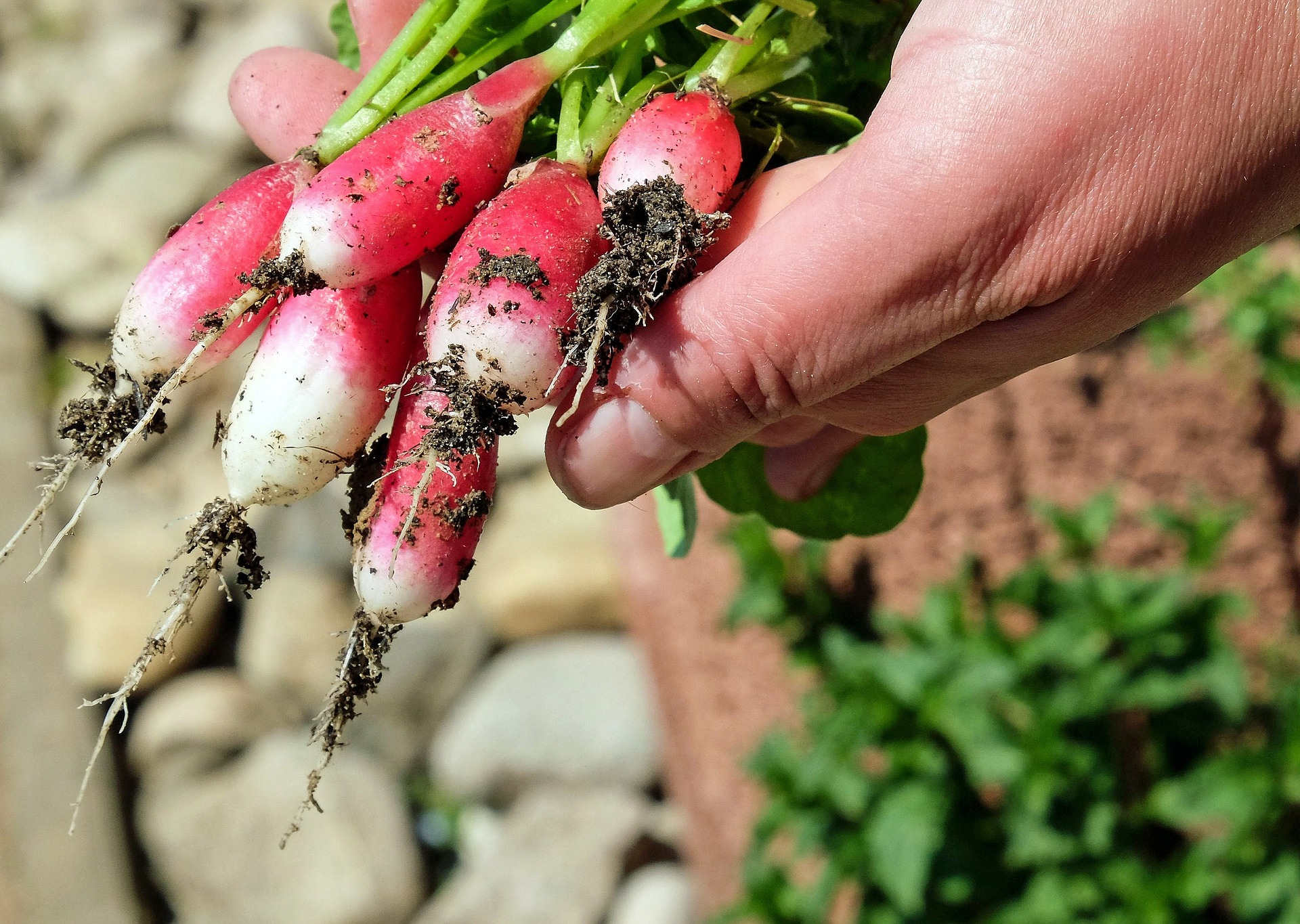 Cerchiamo casa con terreno per costruire una vita di autoproduzione e orticoltura