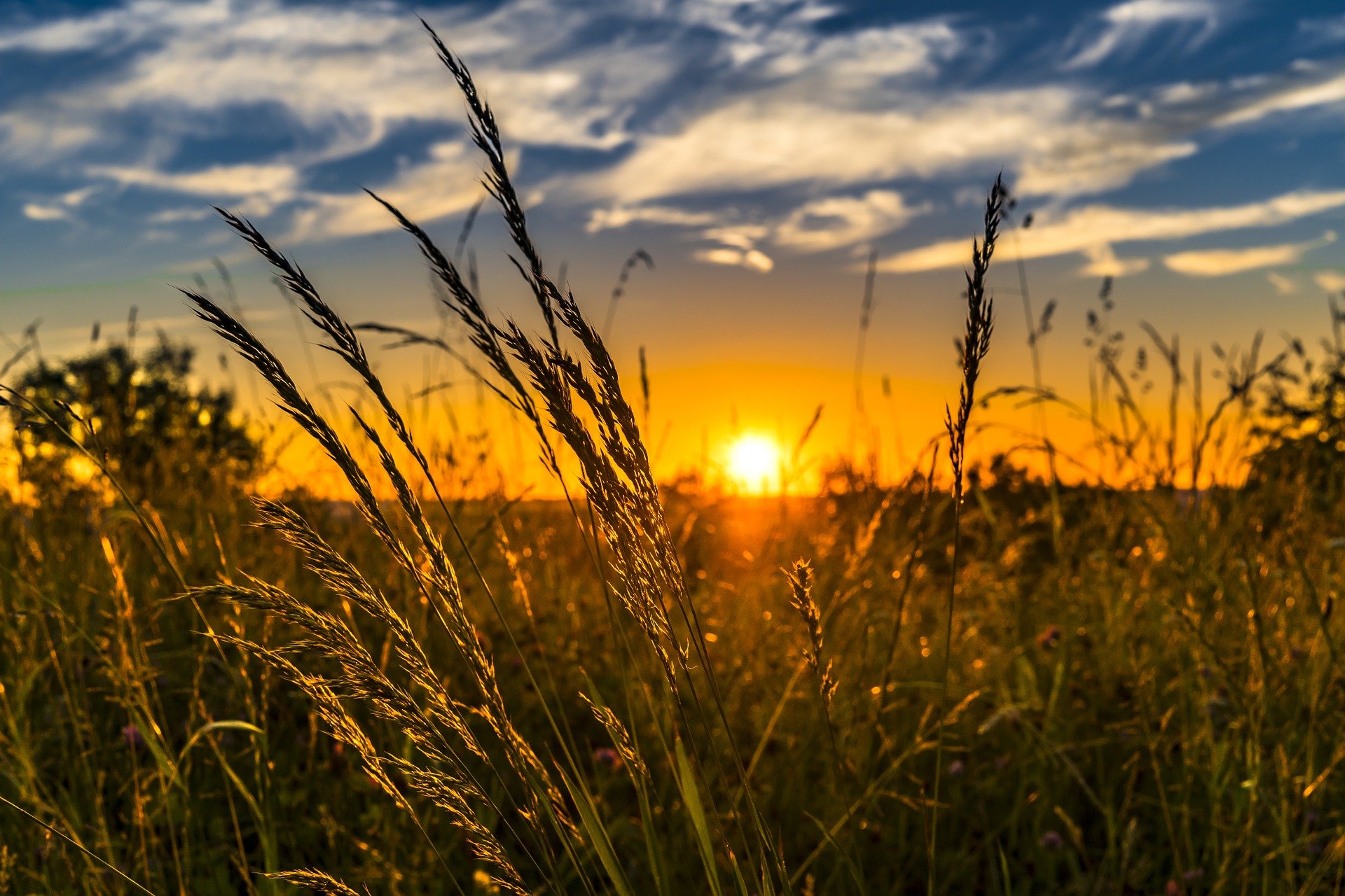 Cerco lavoro in un progetto agricolo o di ecoturismo