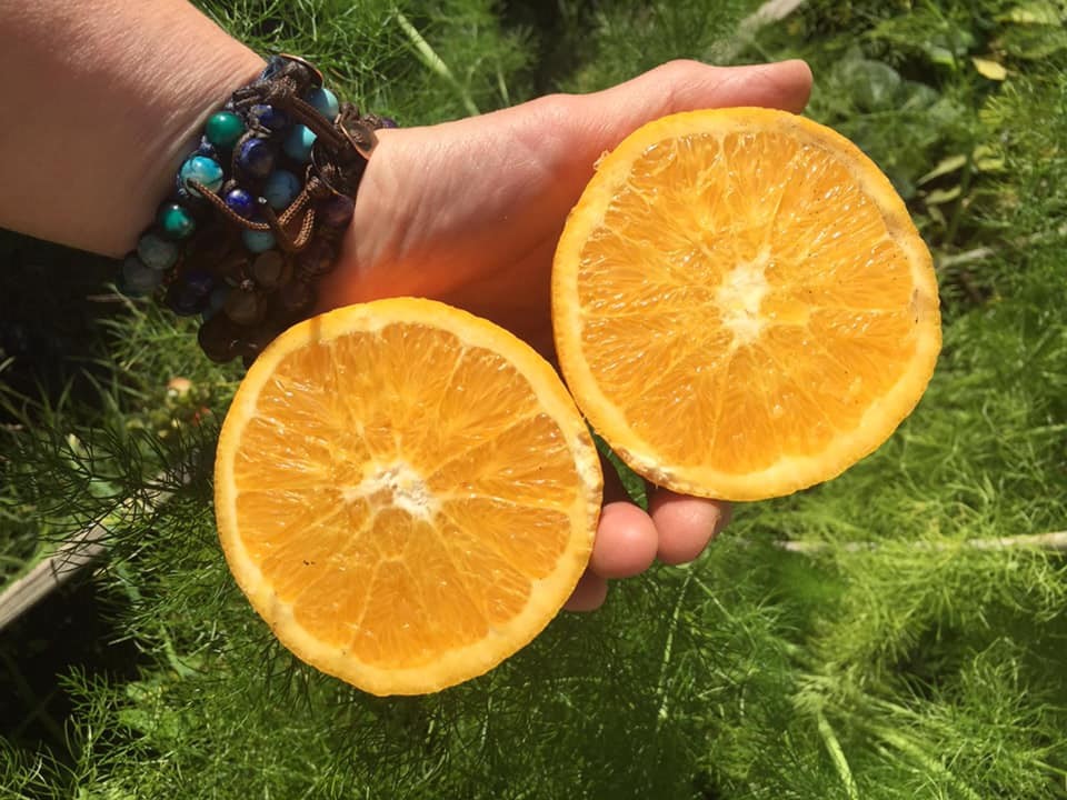 arancia pernambucco 1